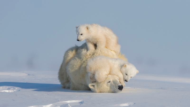230331144947-the-new-big-5-polar-bears-hao-jiang-2.jpg