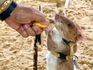 rat.jpg