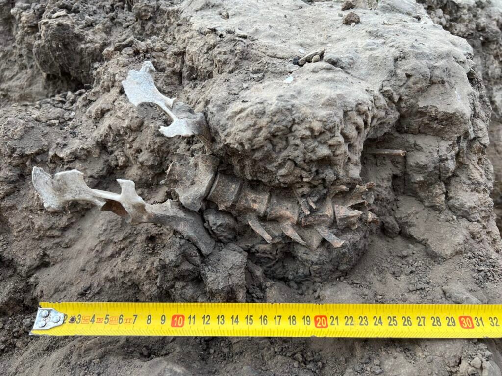 articulated_skeleton_photo_amy_way.jpg