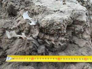 articulated_skeleton_photo_amy_way.jpg