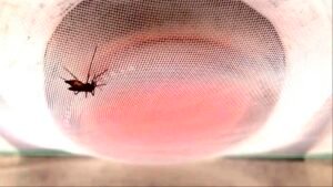 low-res_clip3_hembra_detalle_1-n.jpg