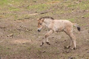 terria_clay_6313_przewalskis_horse_with_foal_was_bz_20260521.jpg