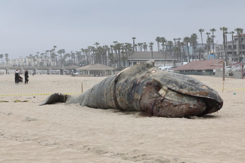 dead-whale.jpg