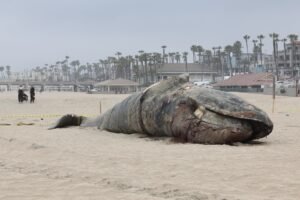 dead-whale.jpg
