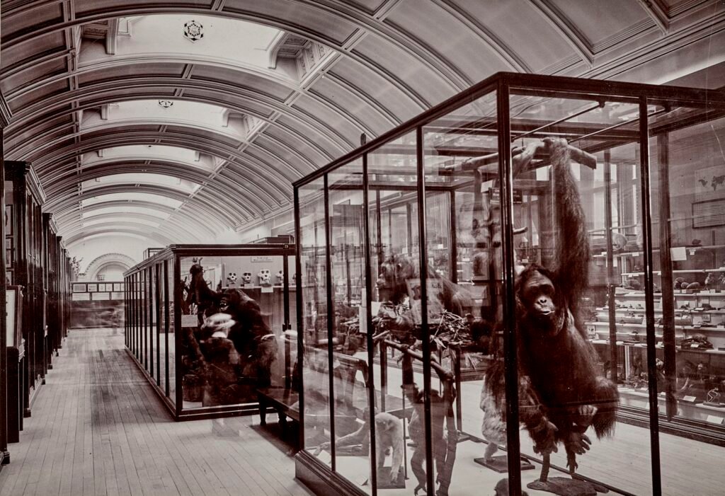 upper_mammals_gallery_1911_credit_the_trustees_of_the_natural_history_museum_london.jpg