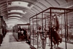 upper_mammals_gallery_1911_credit_the_trustees_of_the_natural_history_museum_london.jpg
