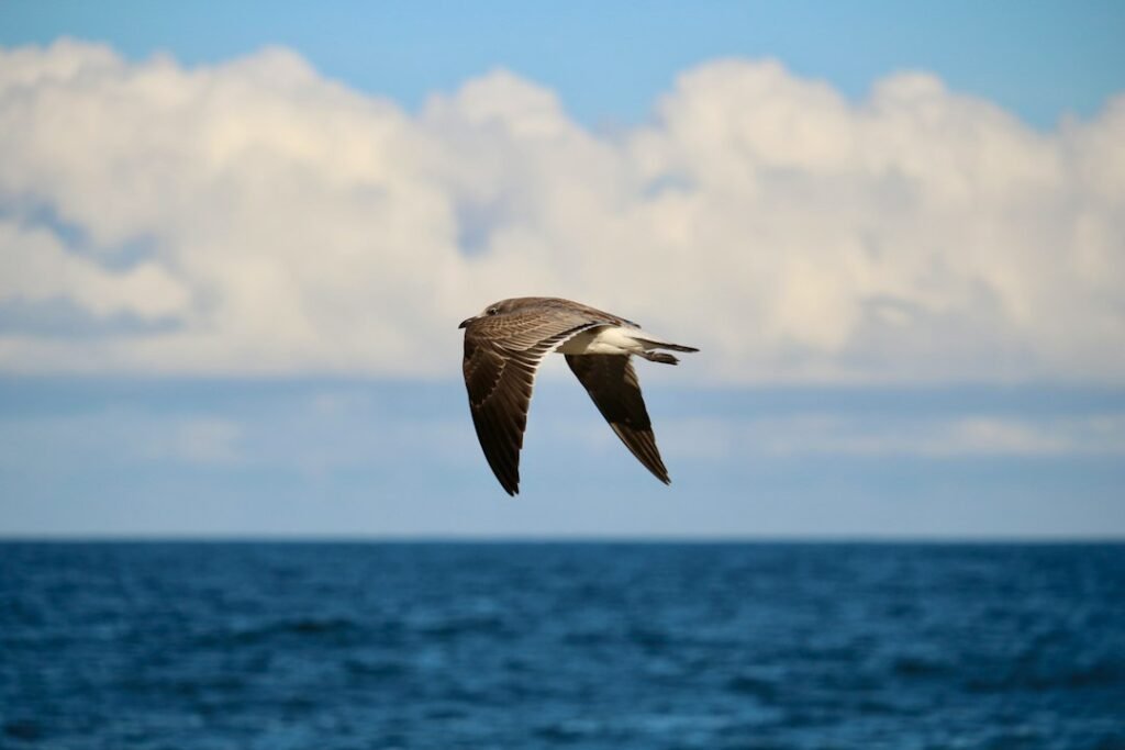 Illustrative photograph of a bird flying above the sea; not a documented Manx shearwater from the Oxford study
