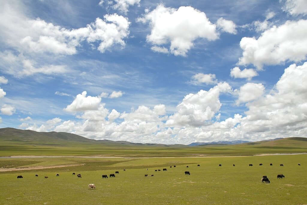 Open grassland and distant mountains in Nagqu County, Tibet, photographed in 2007; archival landscape, not earthquake damage